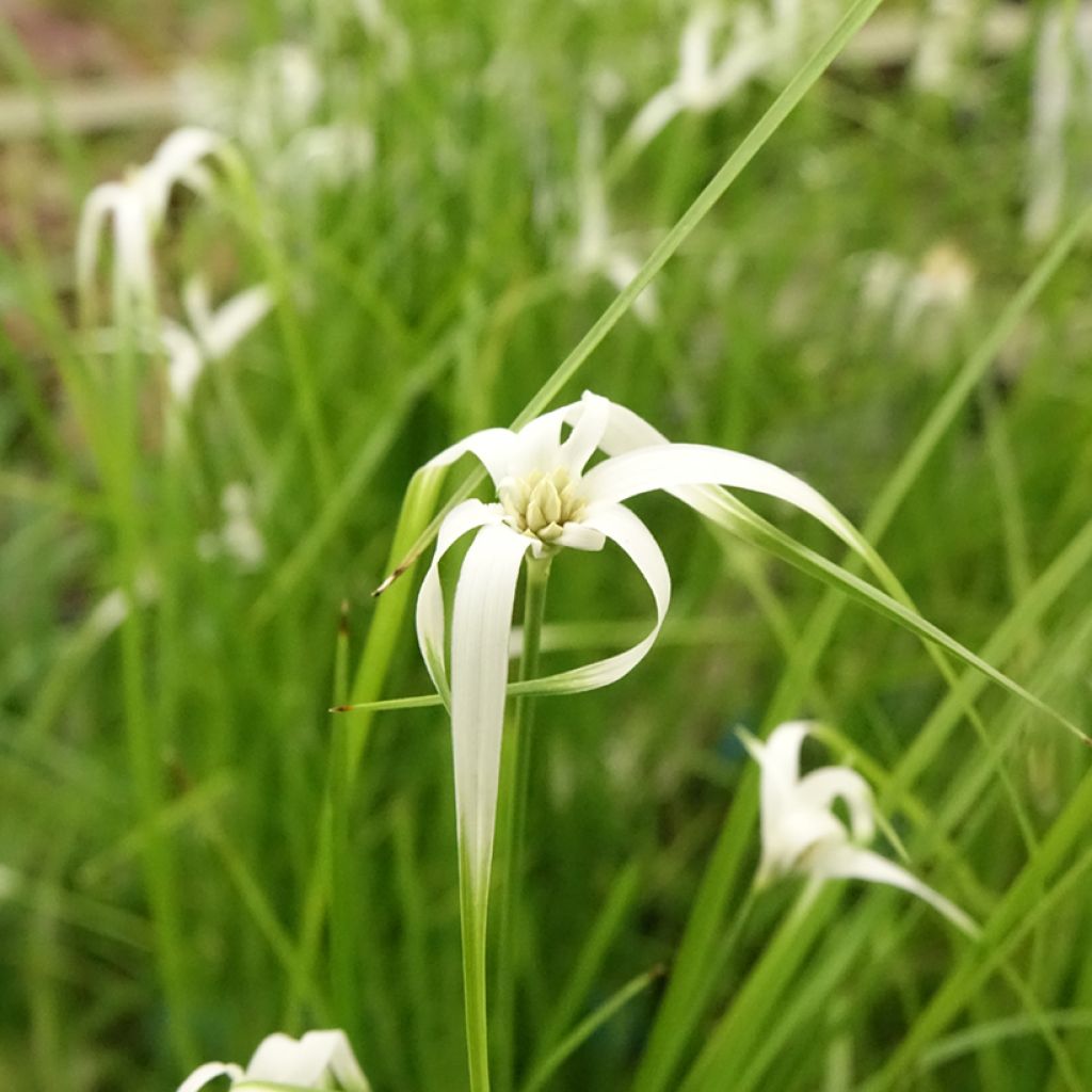 Rhynchospora colorata - Stergras