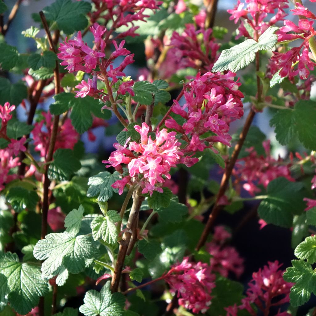 Ribes sanguineum Johannie PinkPomp - Rode ribes
