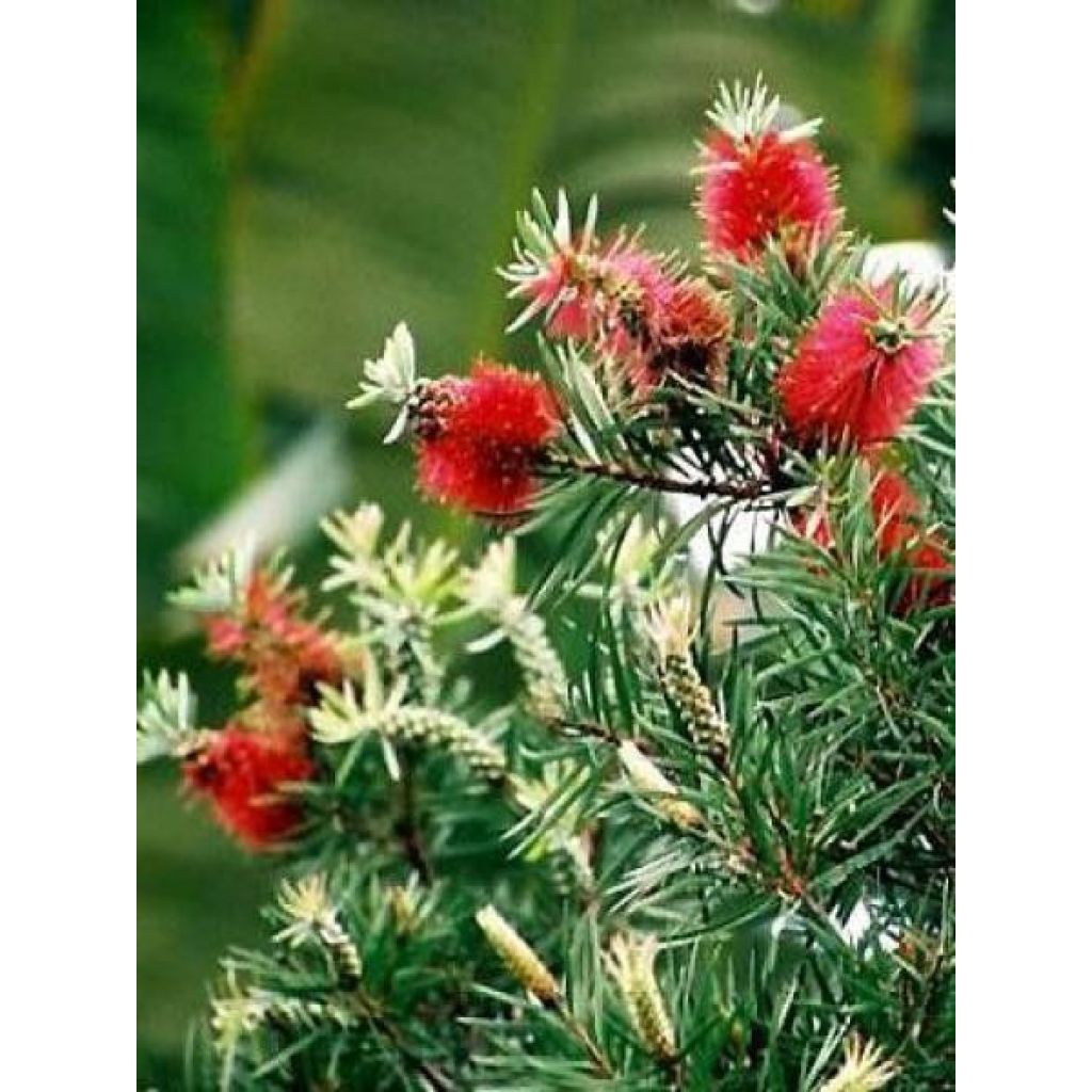 Callistemon rigidus - Lampenpoetser