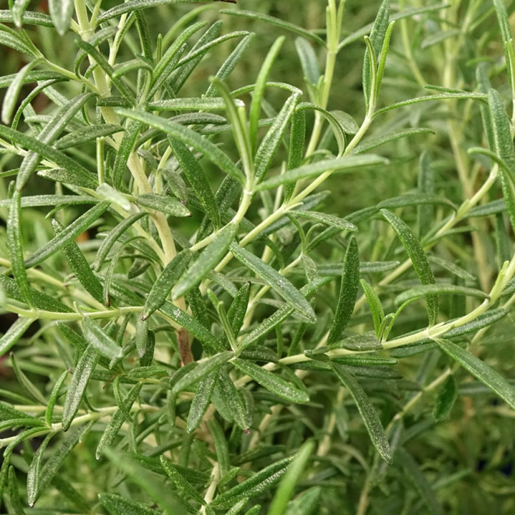Rosmarinus officinalis Tuscan Blue - Rozemarijn