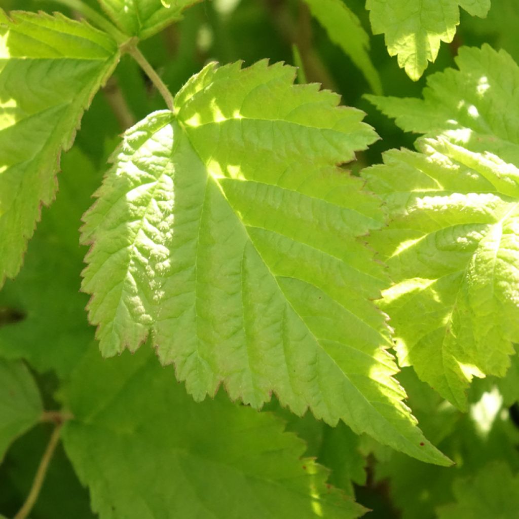 Dauwbraam - Rubus caesius