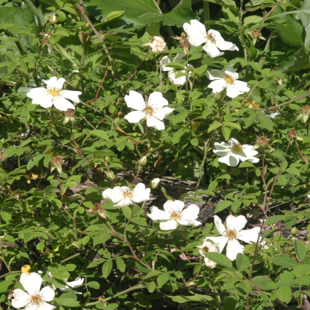 Rosa arvensis - Bosroos