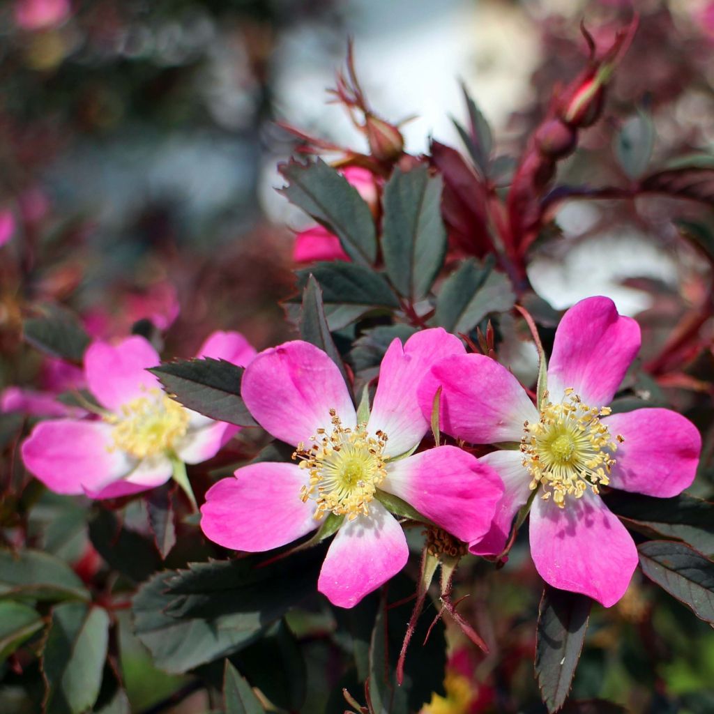 Rosa glauca - Bergroos