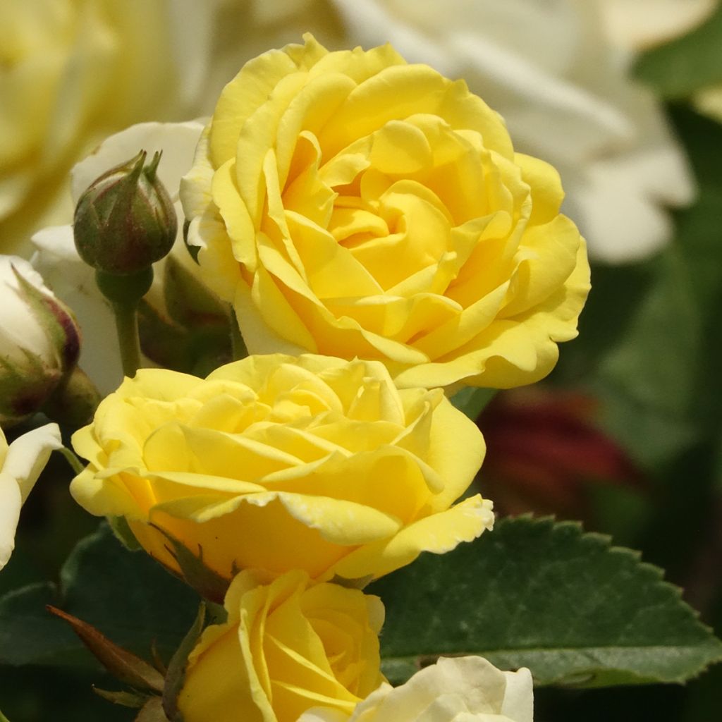 Rosa Golden Border - Trosroos