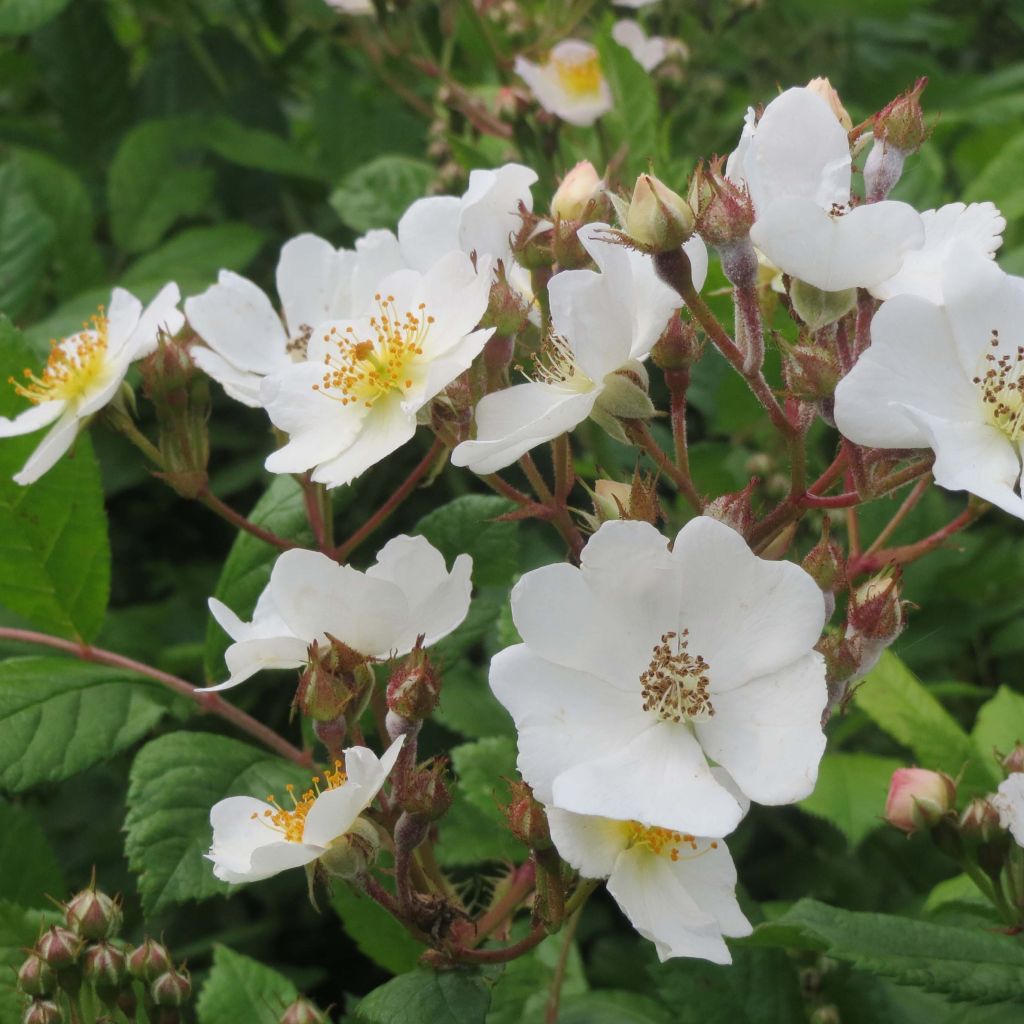 Rosa multiflora - Ramblerroos