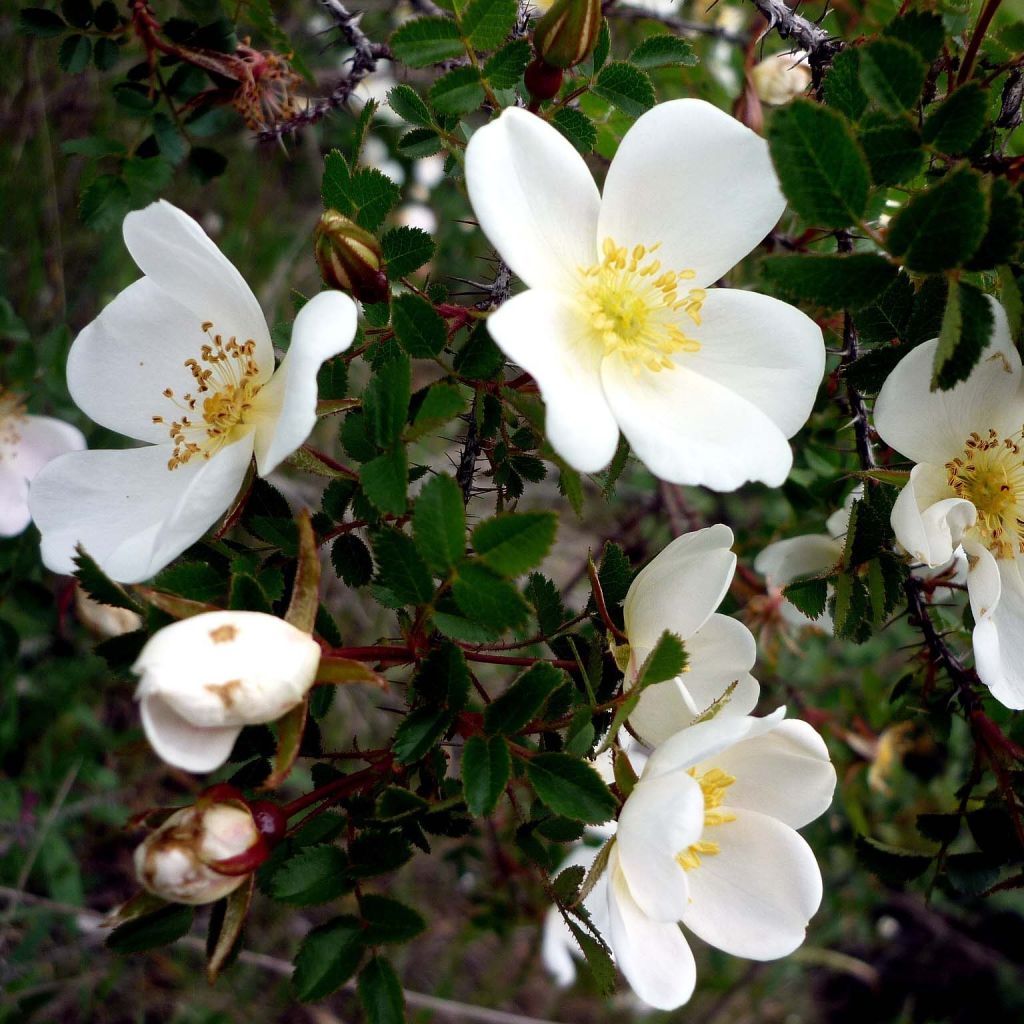 Rosa pimpinellifolia - Duinroos
