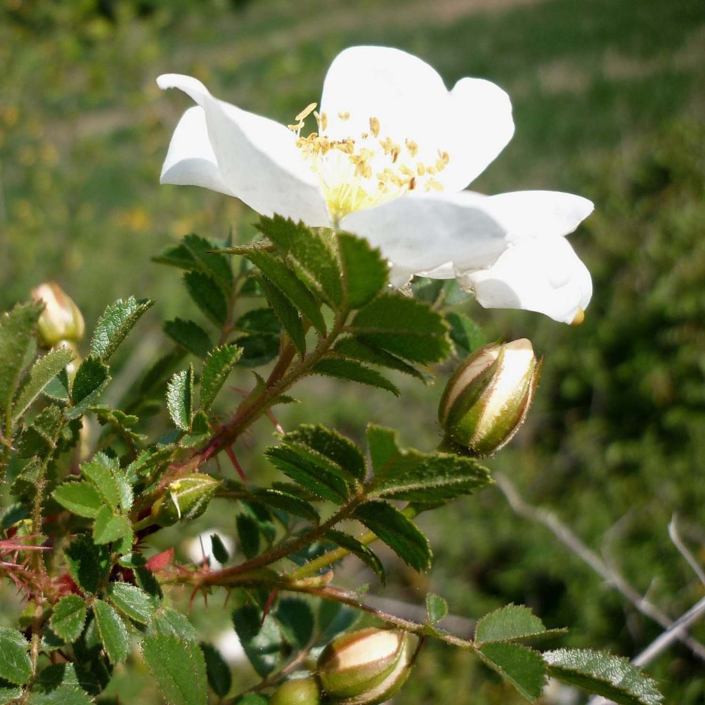 Rosa pimpinellifolia - Duinroos