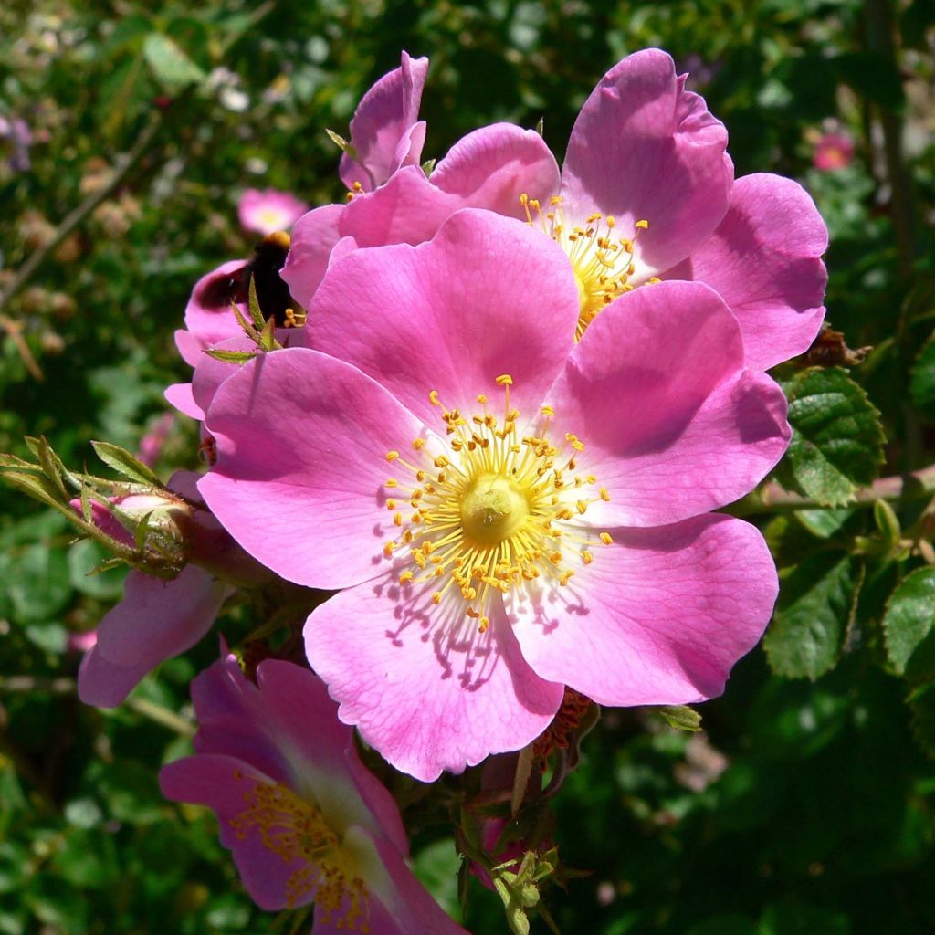 Rosa rubiginosa - Egelantier