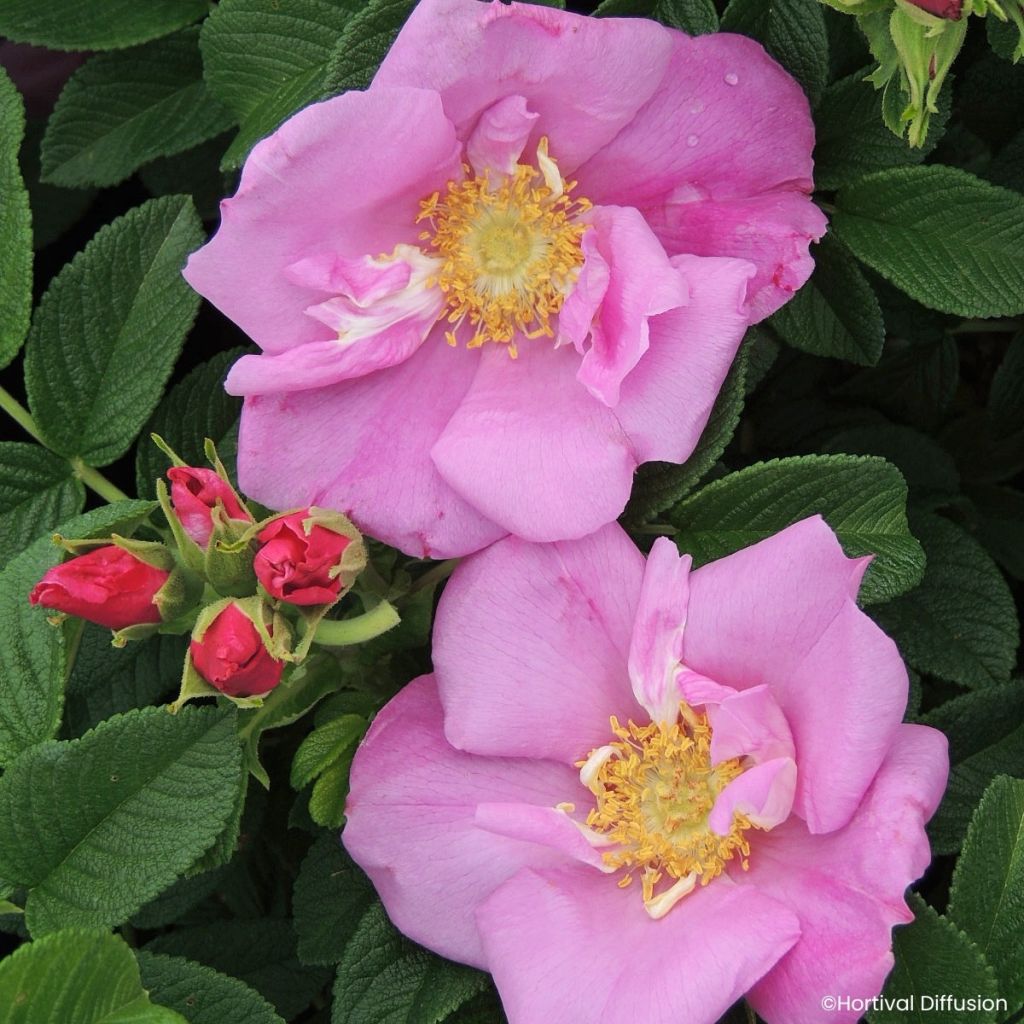 Rosa rugosa Minrugo5P ANGELIA Pink - Hondsroos