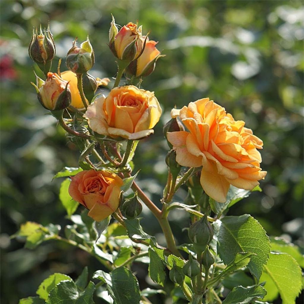 Rosa Bentheimer Gold - Trosroos