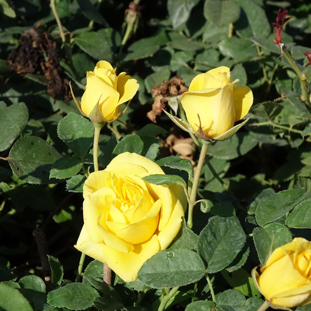 Rosa Carte d'Or - Trosroos