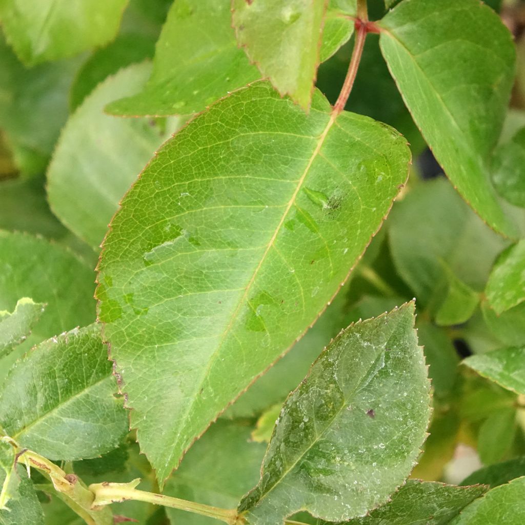 Rosa Chalon en Bourgogne - Struikroos