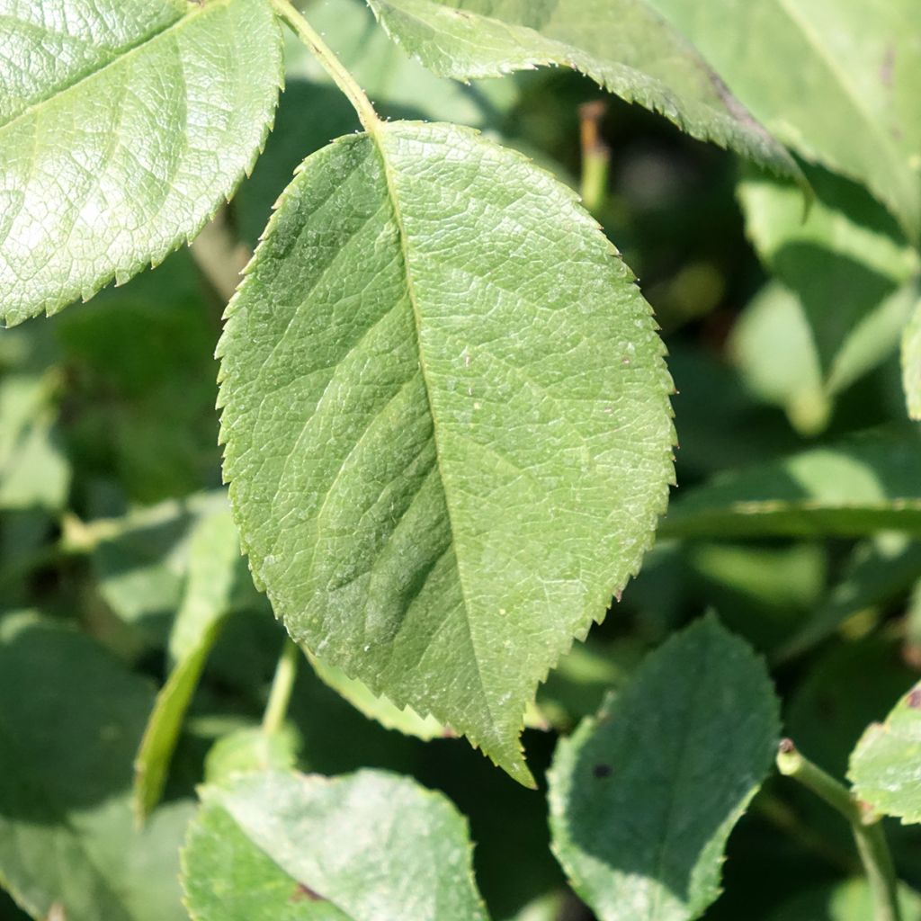 Rosa Charles Aznavour - Trosroos