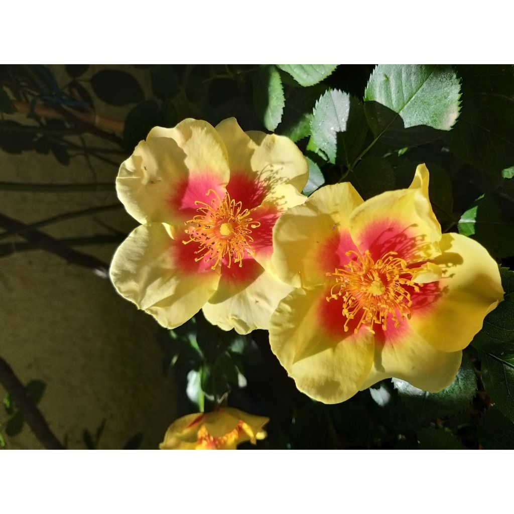 Rosa Cyrus - Struikroos