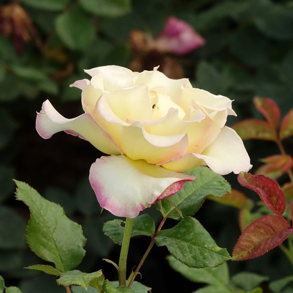 Rosa Flame Origami - Trosroos