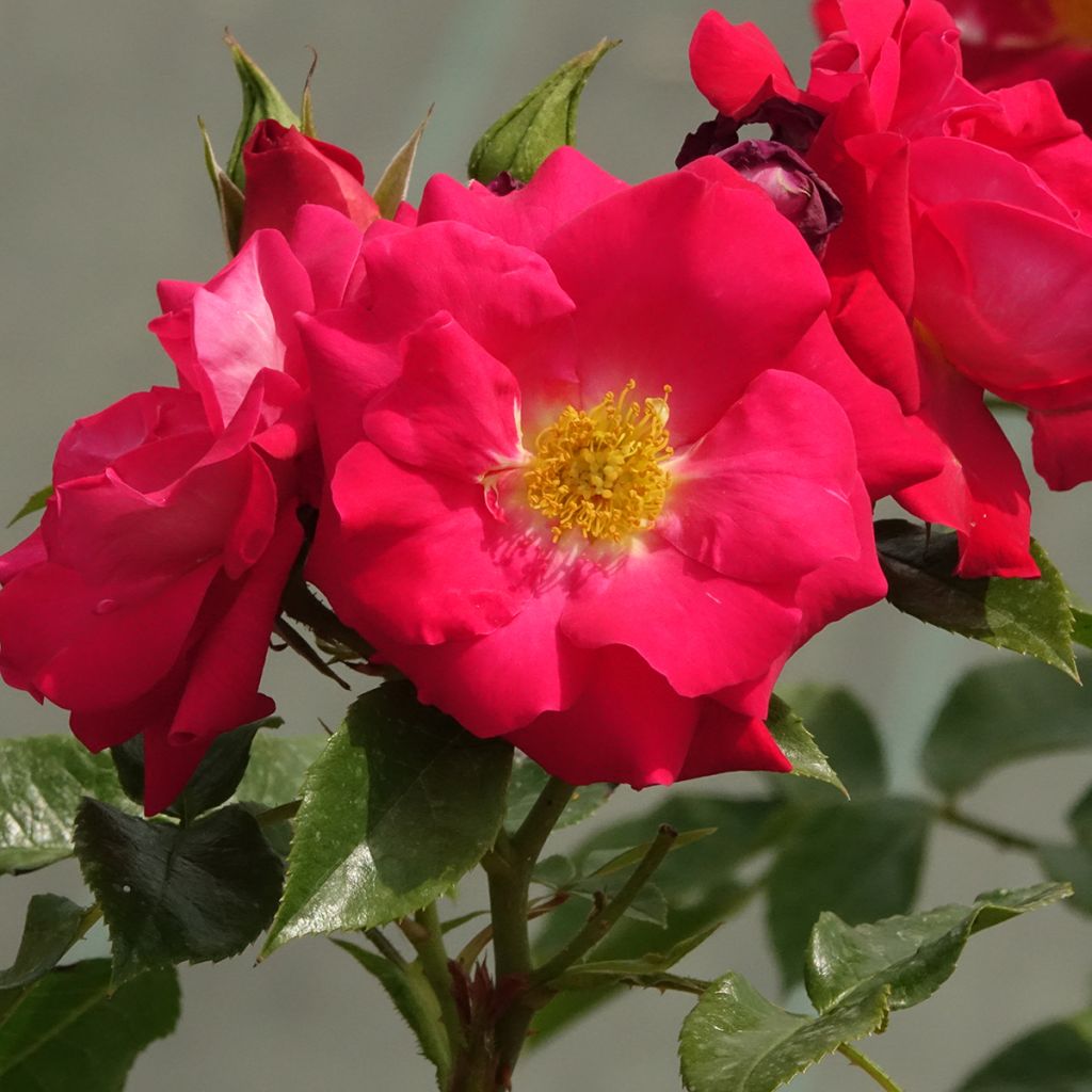 Rosa Garance - Trosroos
