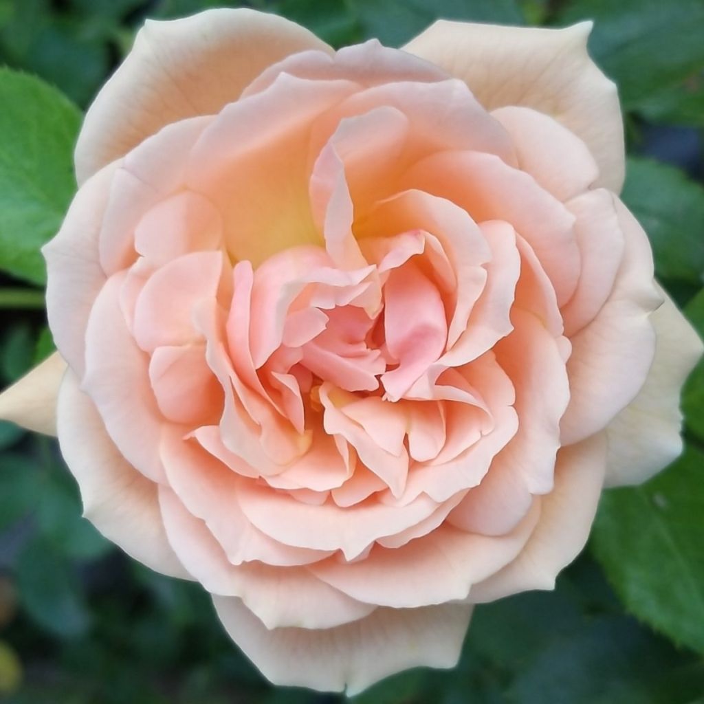 Rosa Garden of Roses - Trosroos