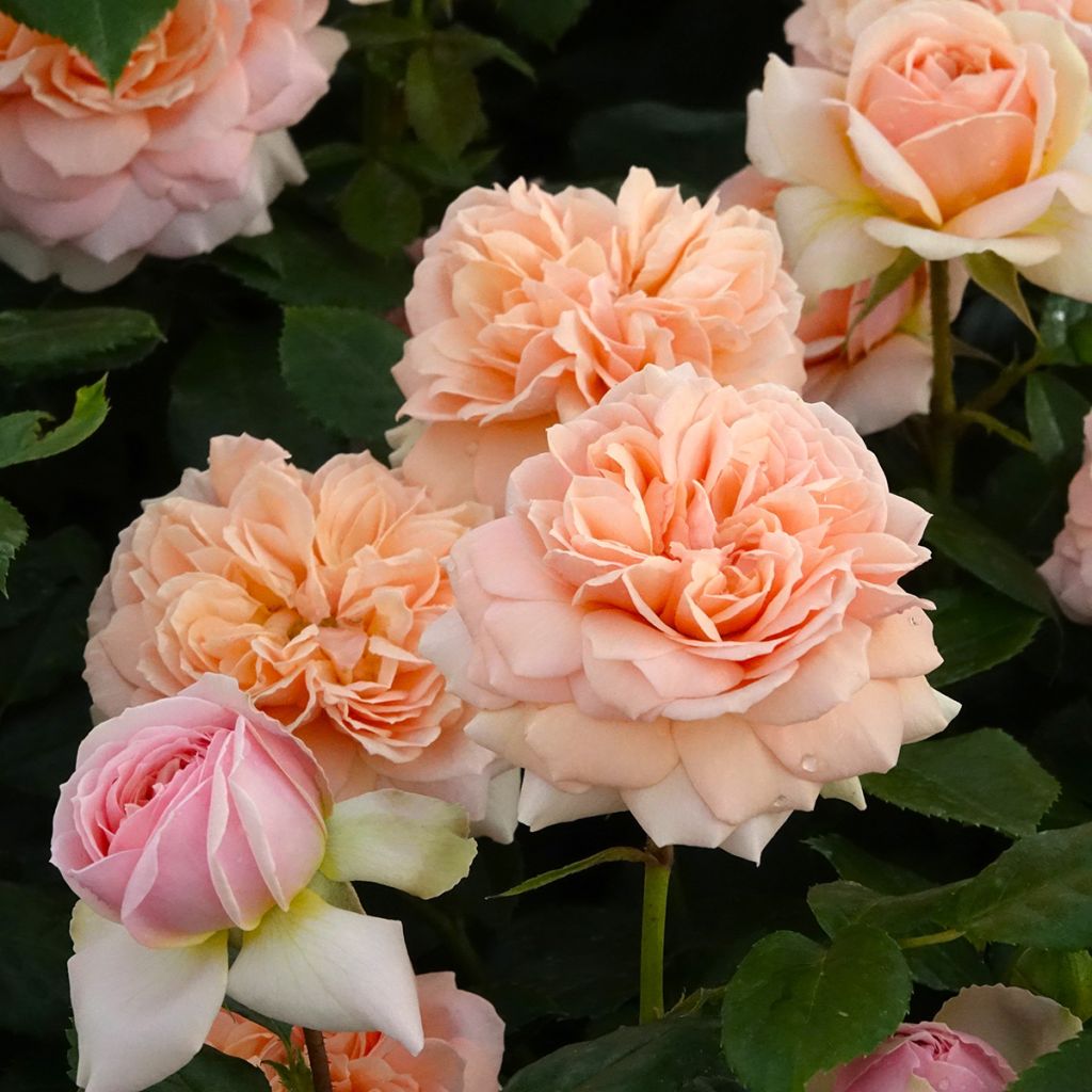 Rosa Garden of Roses - Trosroos