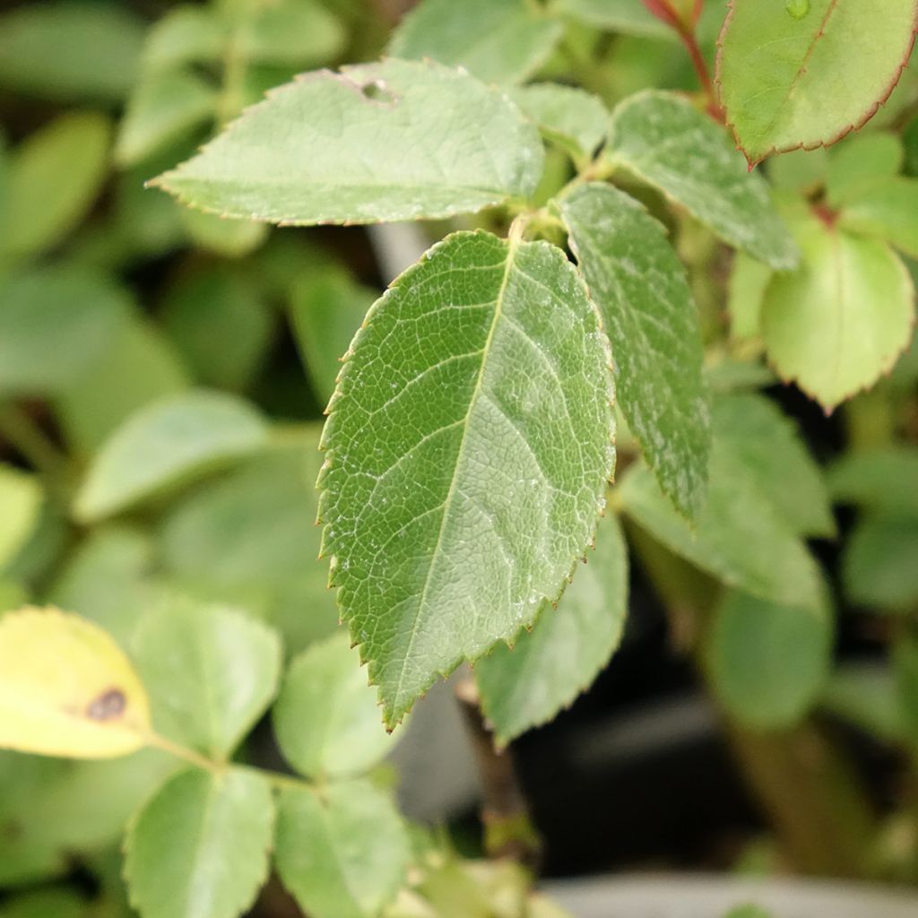 Rosa Marc's Jubilee - Trosroos