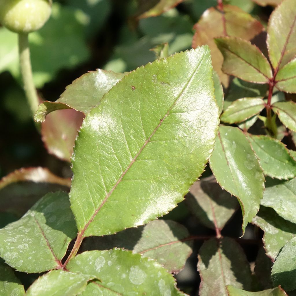 Rosa Message d'Espoir - Trosroos