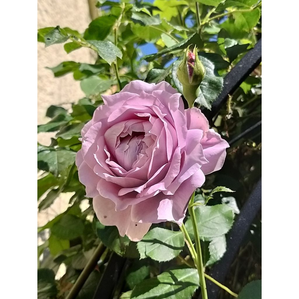 Rosa Novalis - Trosroos