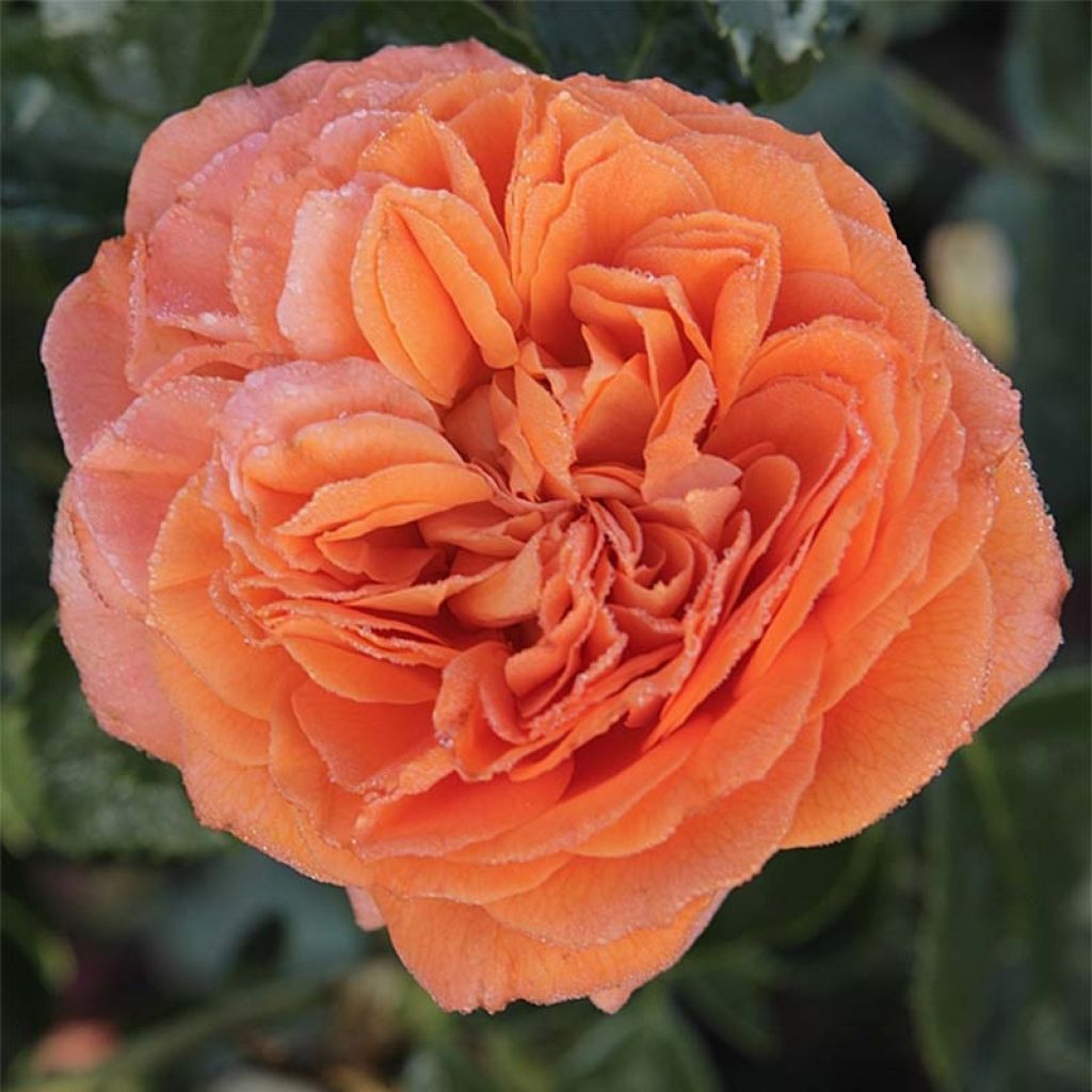 Rosa Orangerie - Trosroos
