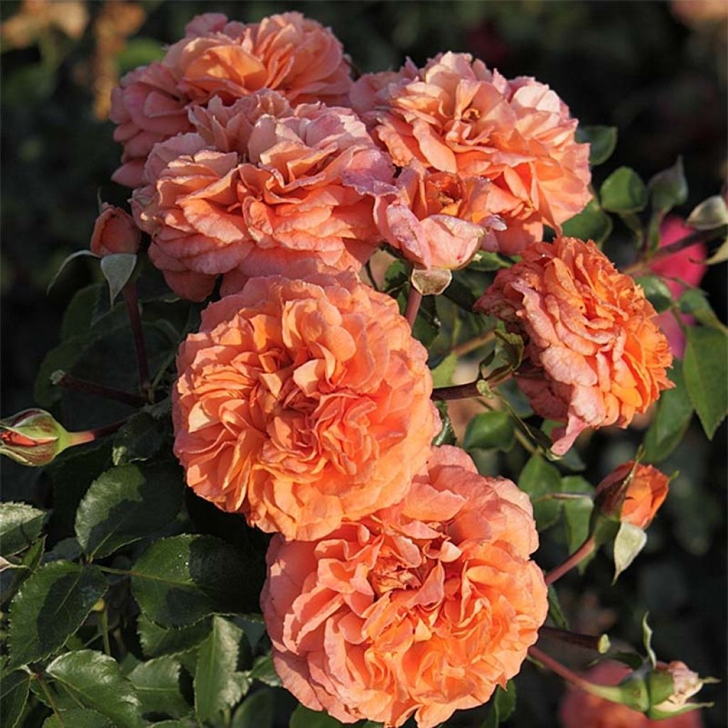 Rosa Orangerie - Trosroos
