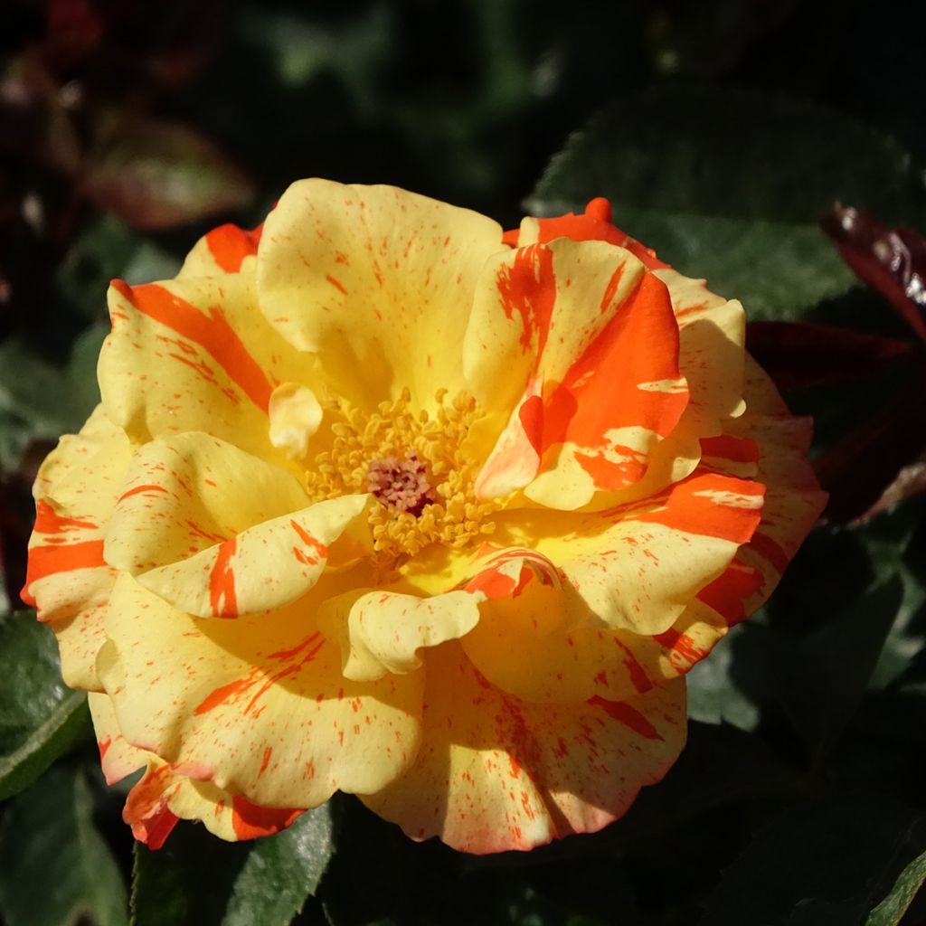 Rosa Oranges and Lemons - Trosroos