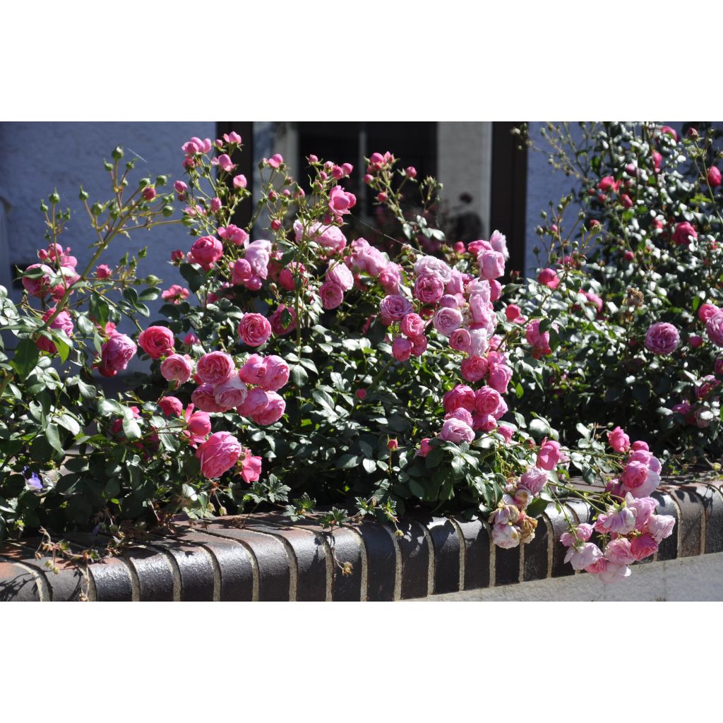 Rosa Pomponella - Trosroos