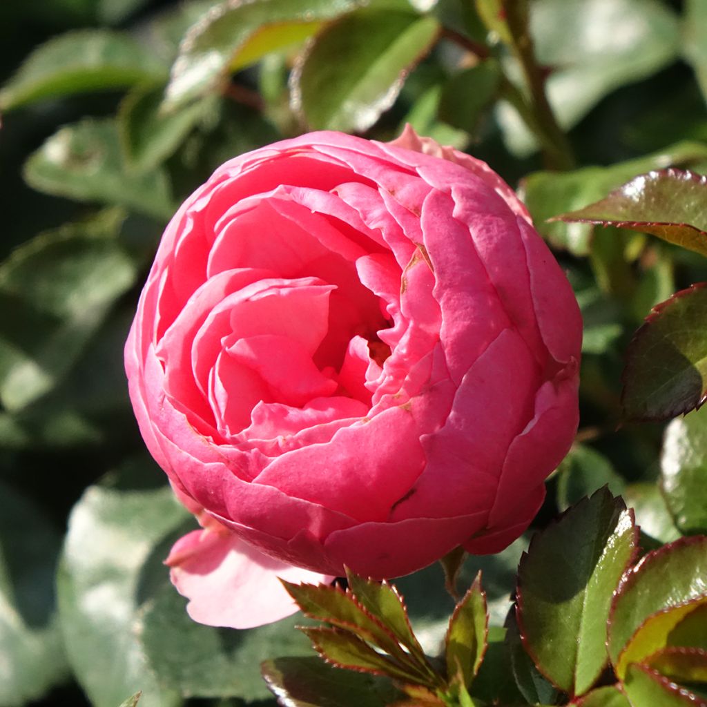Rosa Pomponella - Trosroos