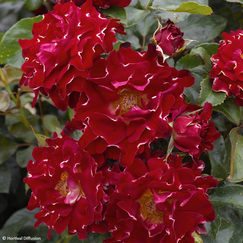 Rosa Red Lady Ruffles - Trosroos