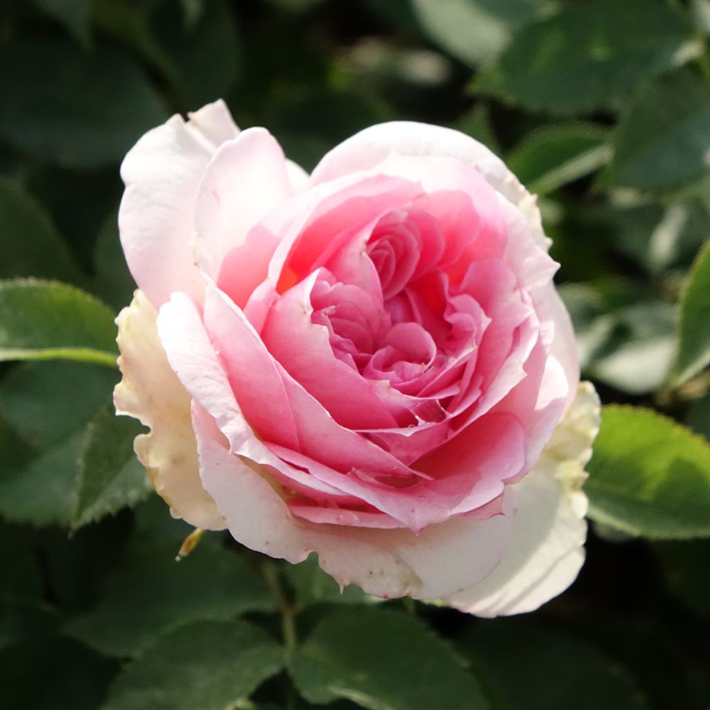 Rosa Kurfürstin Sophie - Trosroos