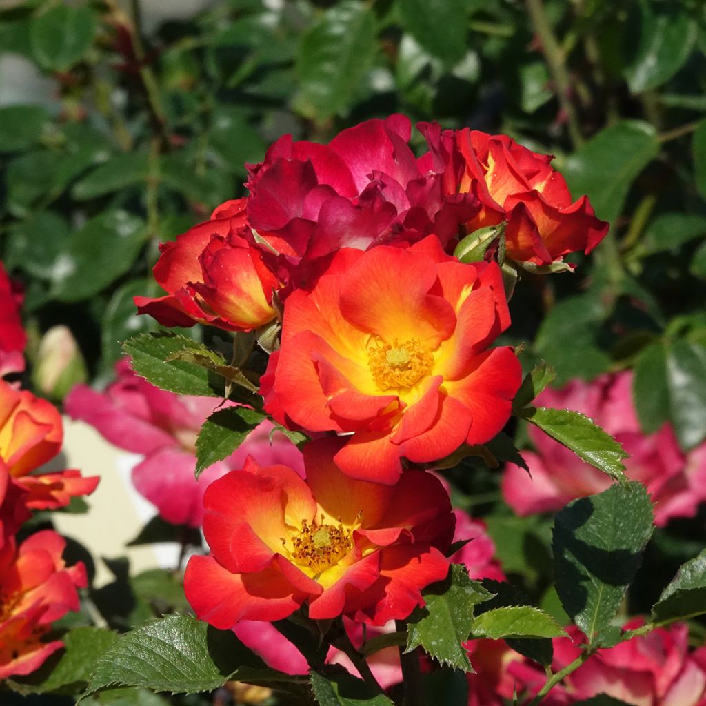 Rosa Summer of Love - Trosroos