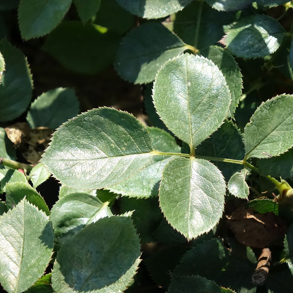 Rosa ALEXANDRE ASTIER - Grootbloemige roos