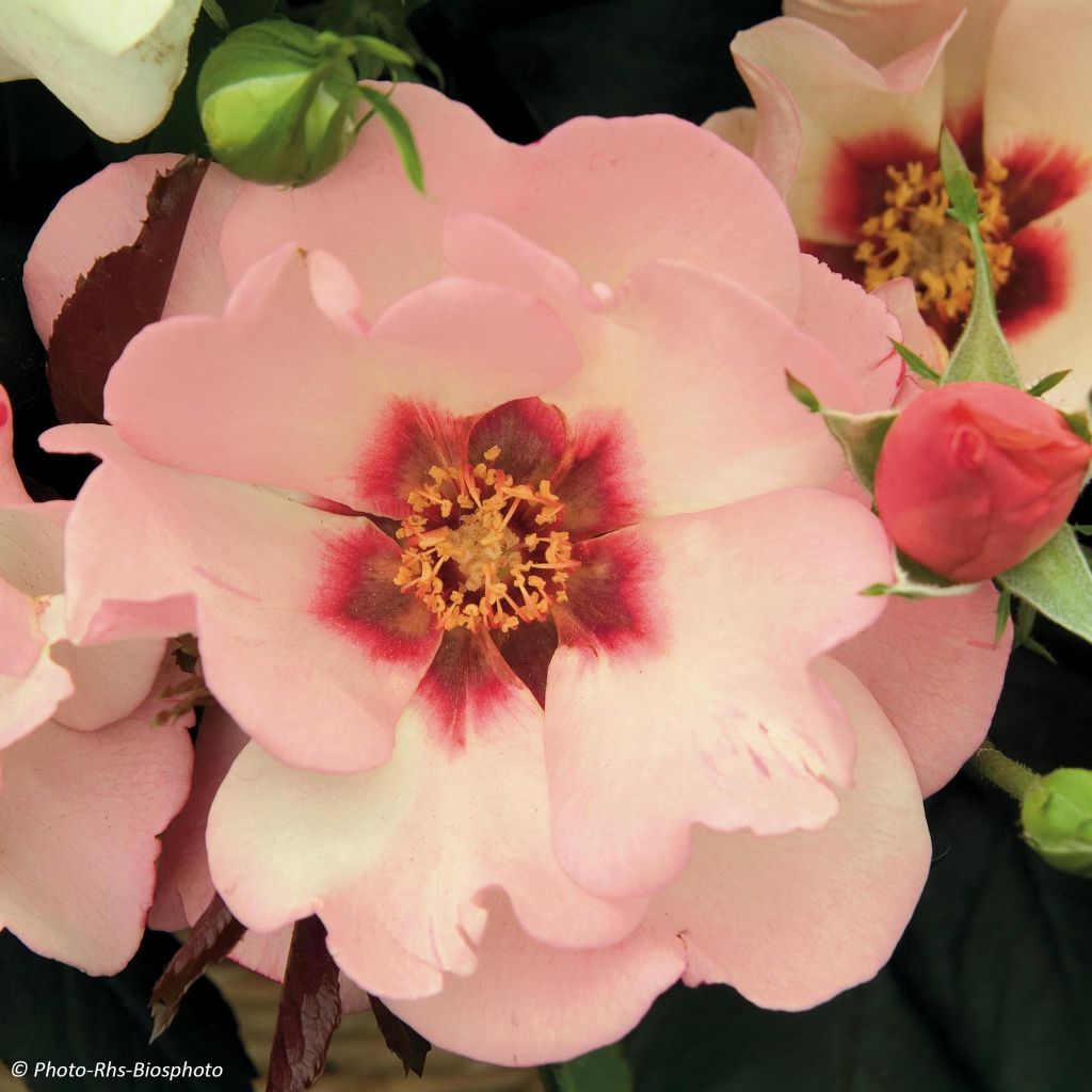 Rosa Alissar Princess of Phoenicia - Struikroos