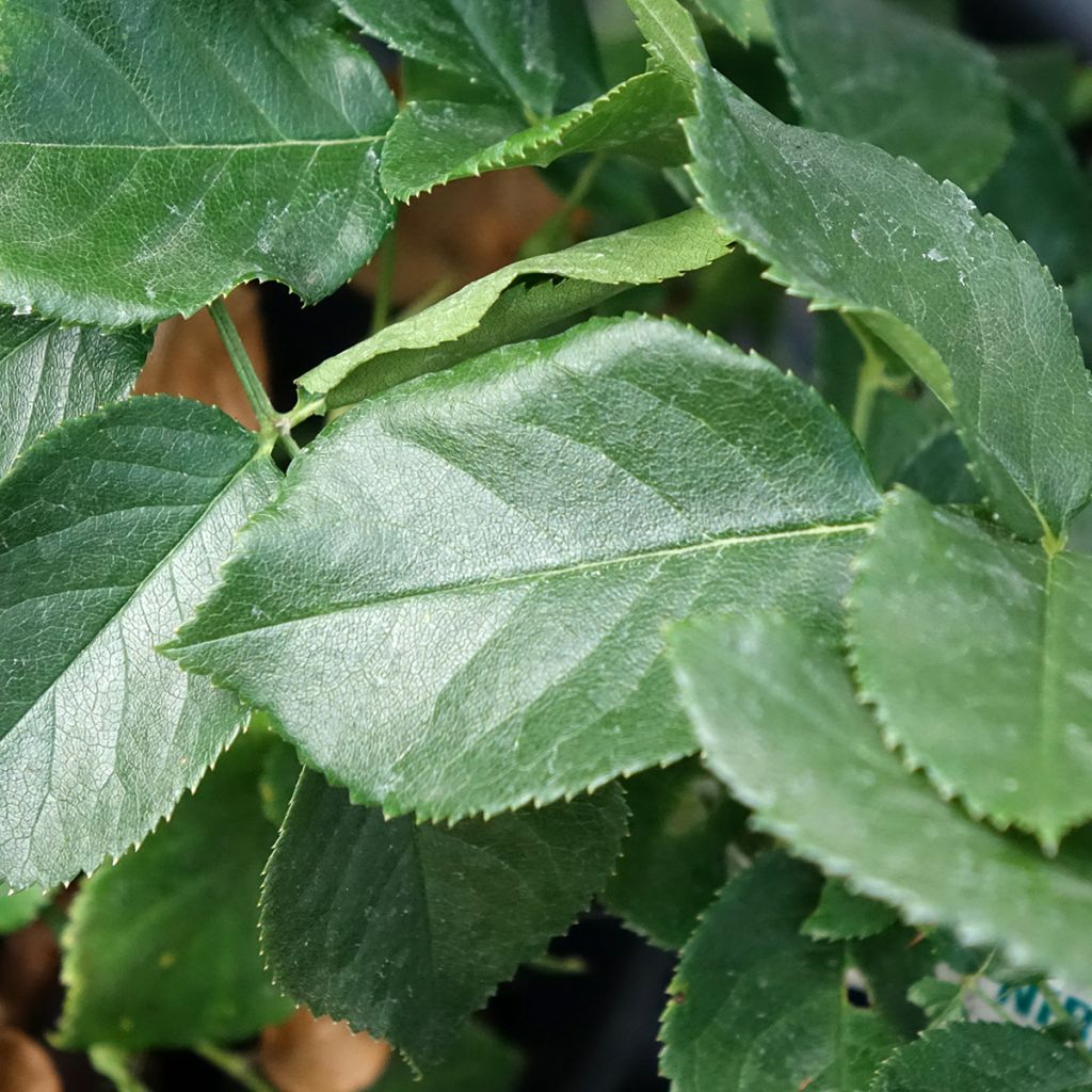 Rosa Anastasia - Grootbloemige roos