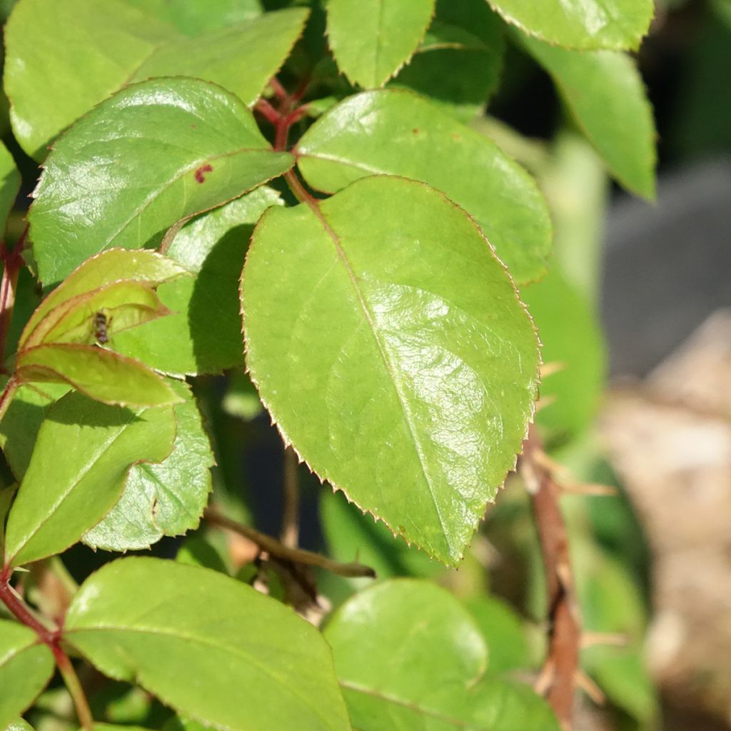 Rosa André le Nôtre - Grootbloemige roos