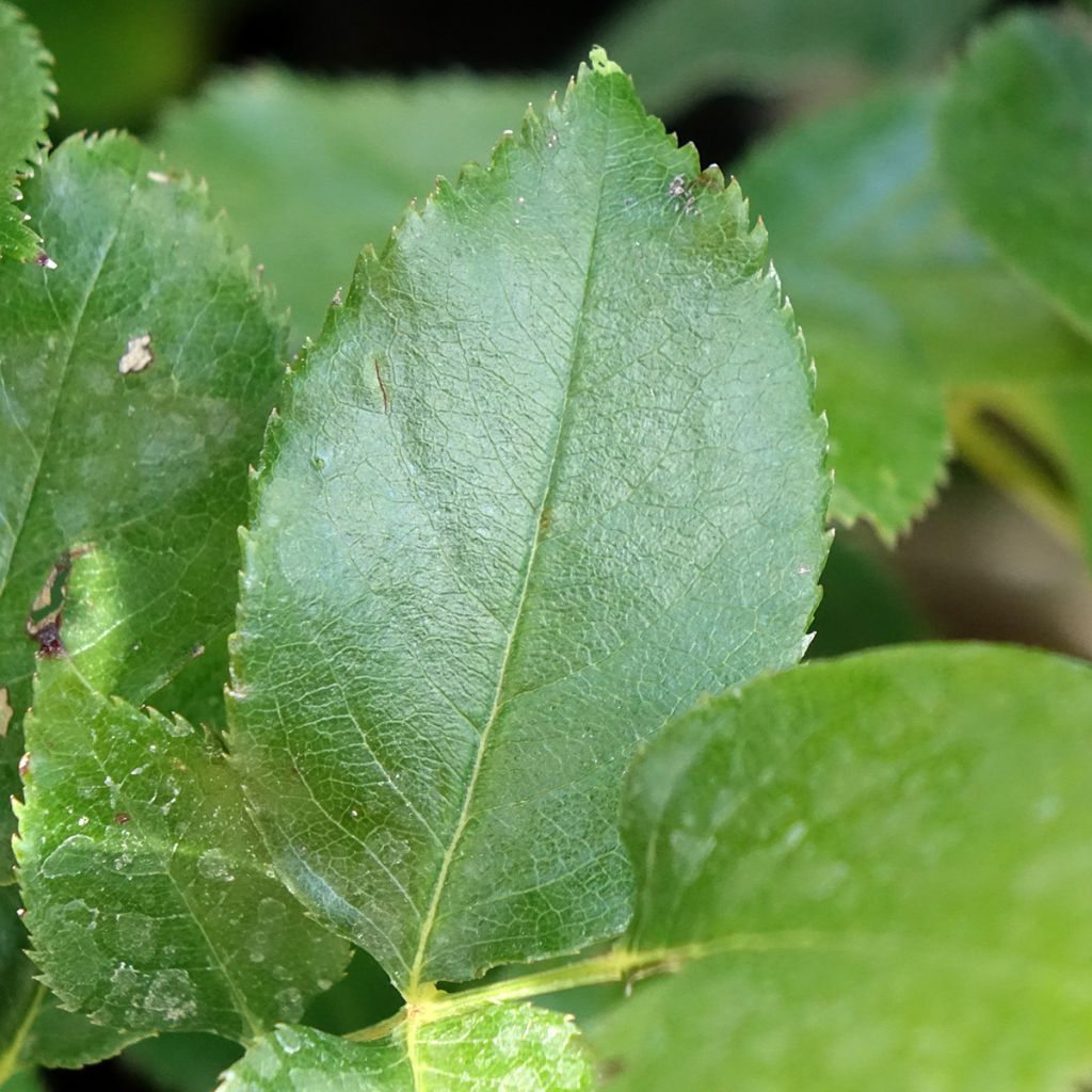 Rosa Bernadette Lafont - Grootbloemige roos