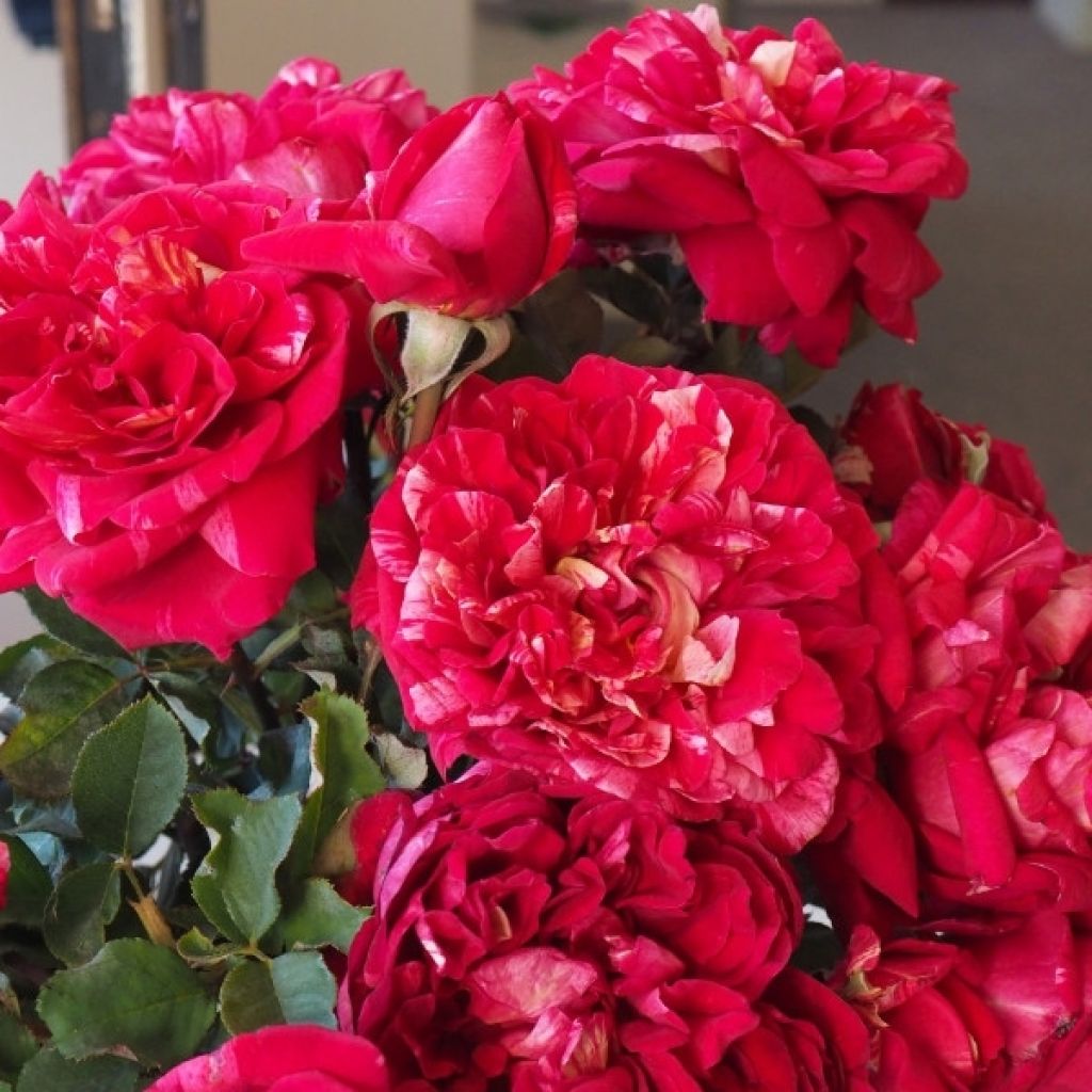 Rosa Berthe Morisot - Grootbloemige roos