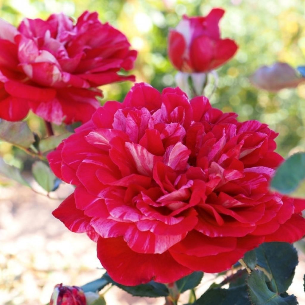 Rosa Berthe Morisot - Grootbloemige roos