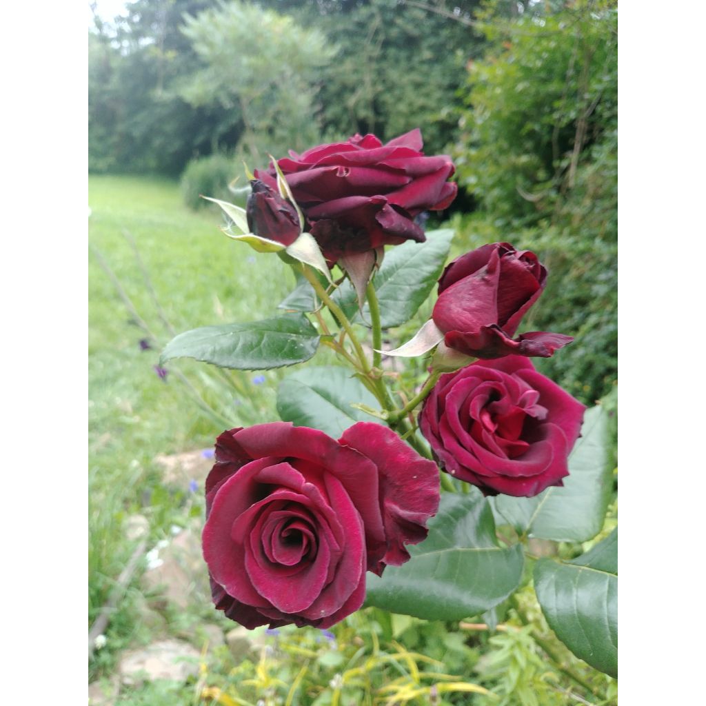 Rosa Black Baccara - Grootbloemige roos