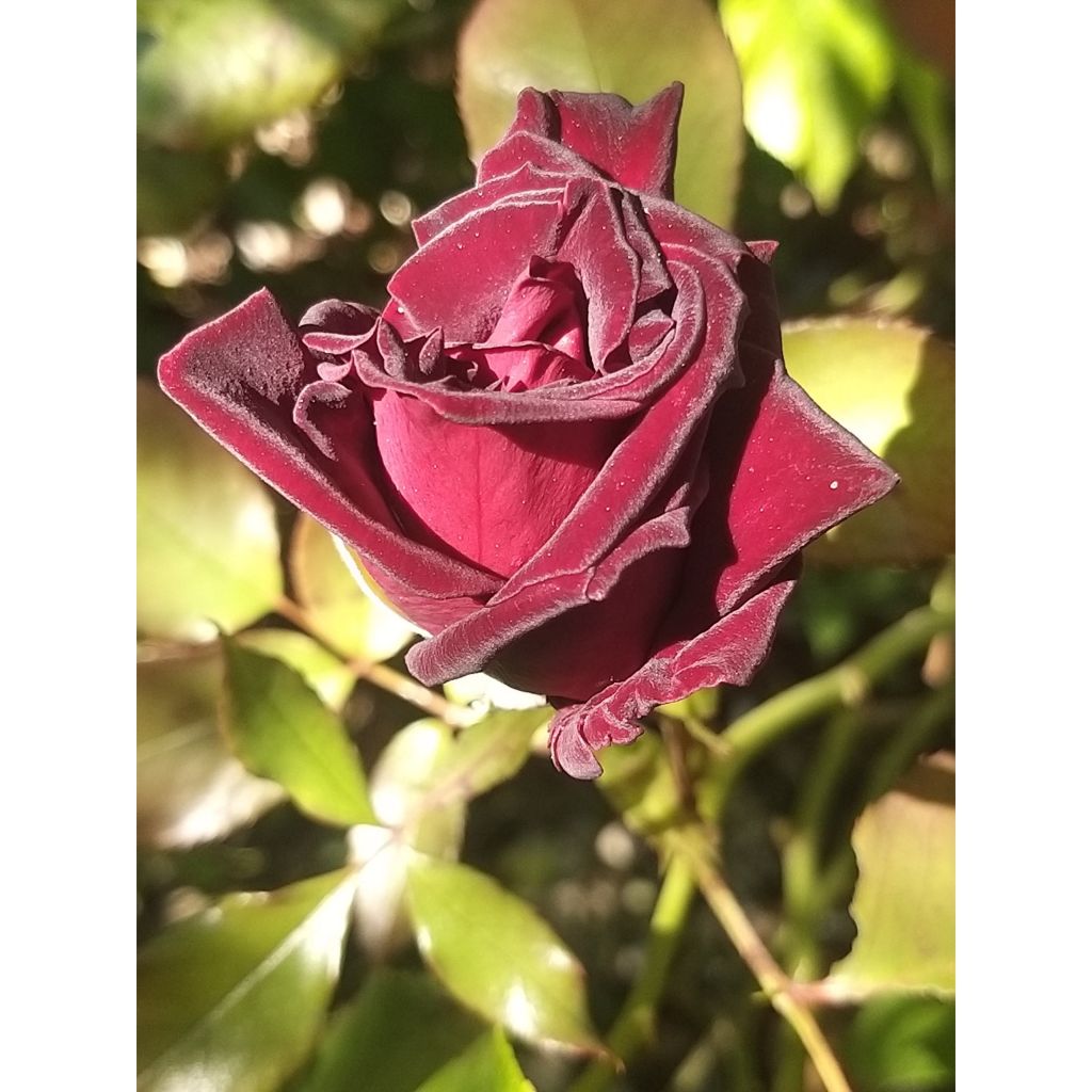 Rosa Black Baccara - Grootbloemige roos