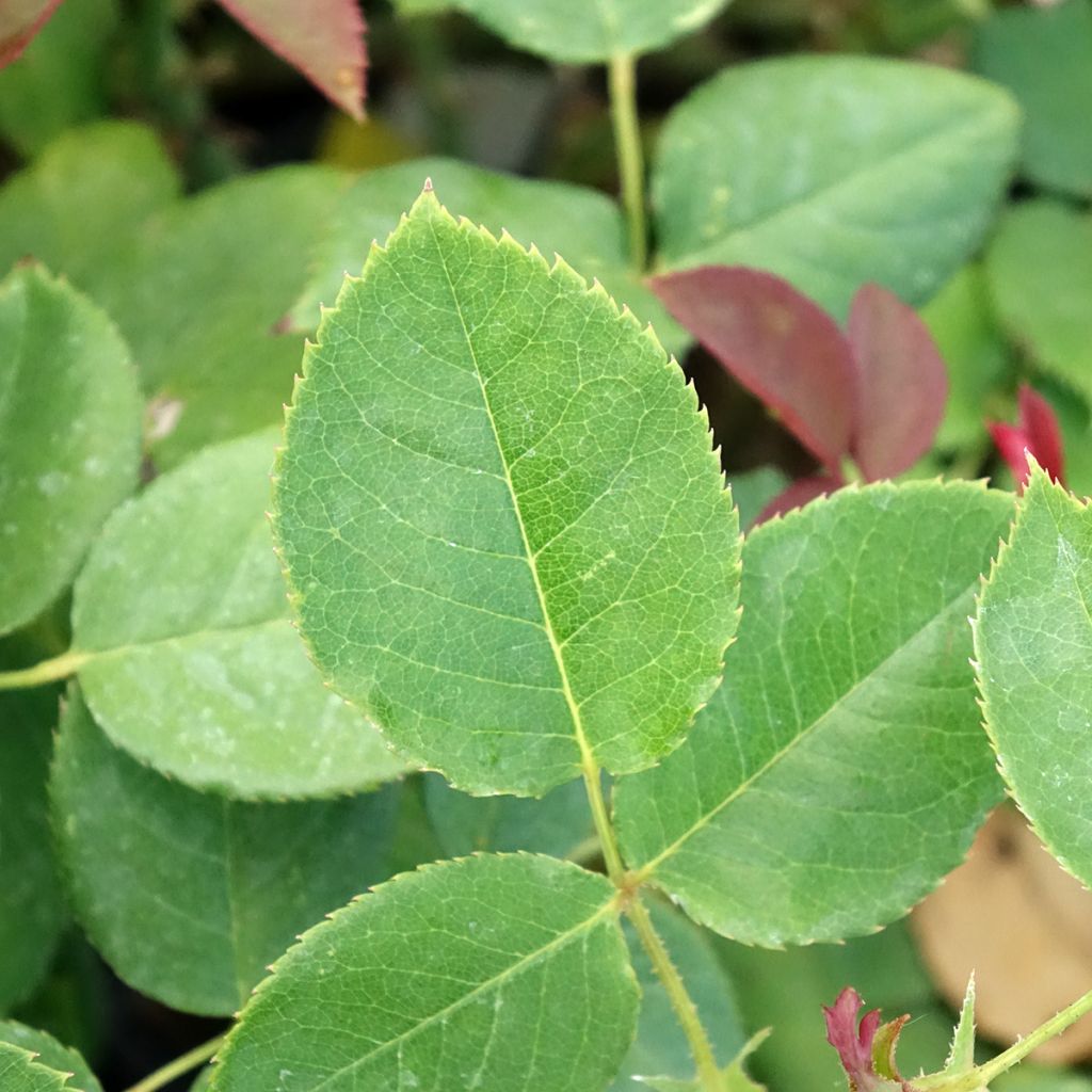 Rosa Boreale - Grootbloemige roos