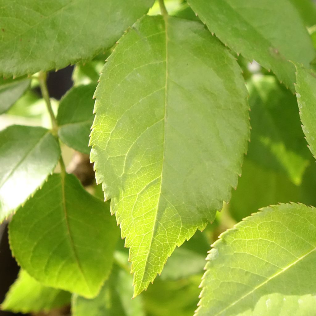 Rosa Catherine Frot - Grootbloemige roos