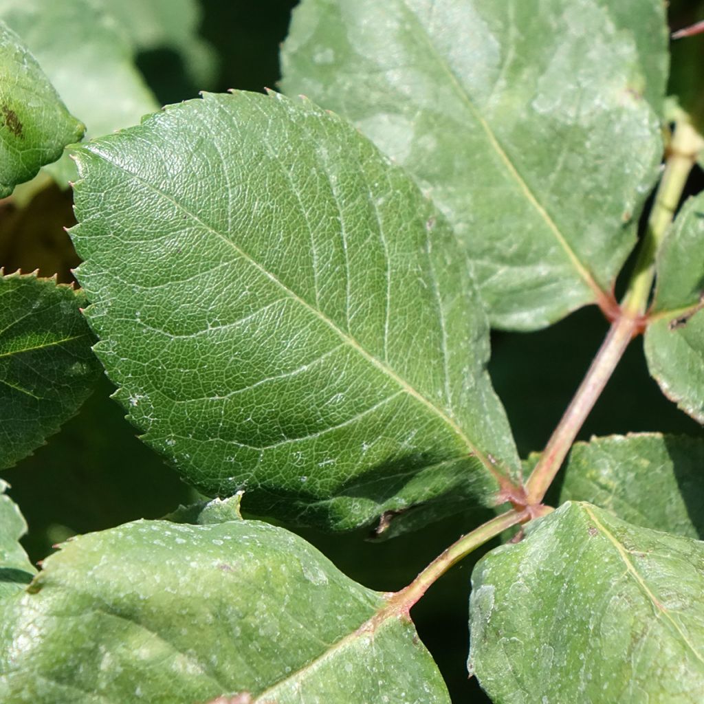 Rosa Christophe Colomb - Grootbloemige roos