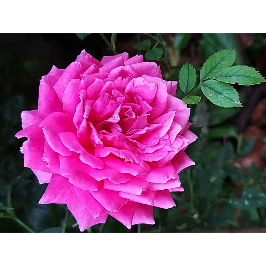 Rosa Claire Marshall - Grootbloemige roos