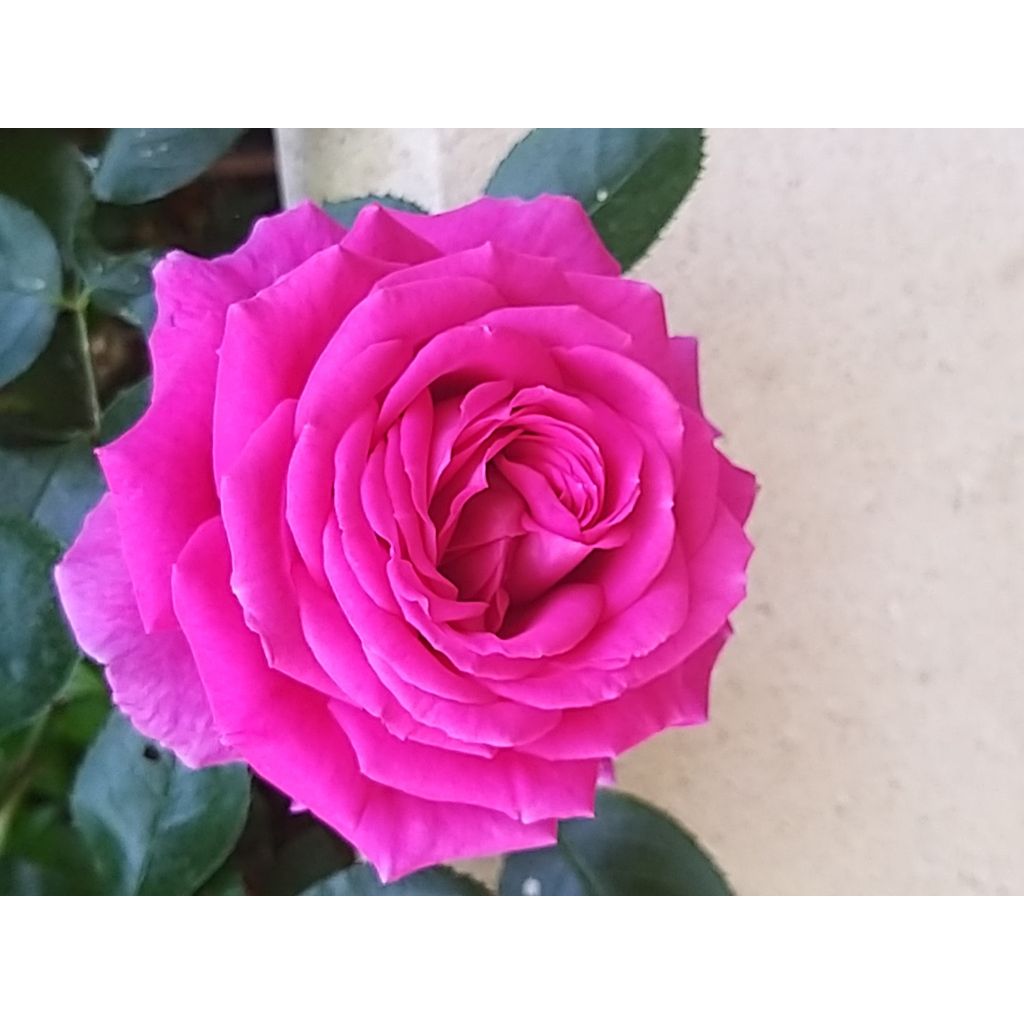 Rosa Claire Marshall - Grootbloemige roos