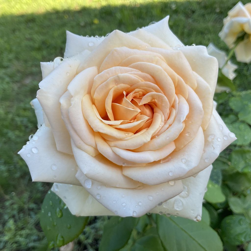 Rosa Courage - Grootbloemige roos
