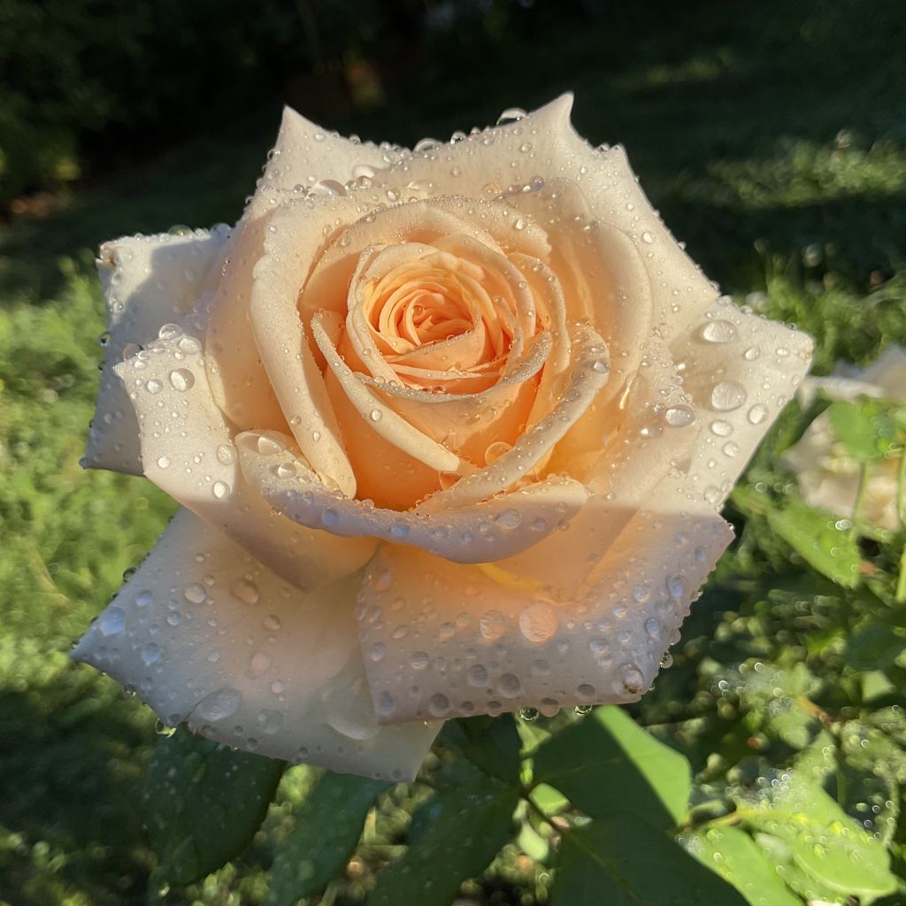 Rosa Courage - Grootbloemige roos