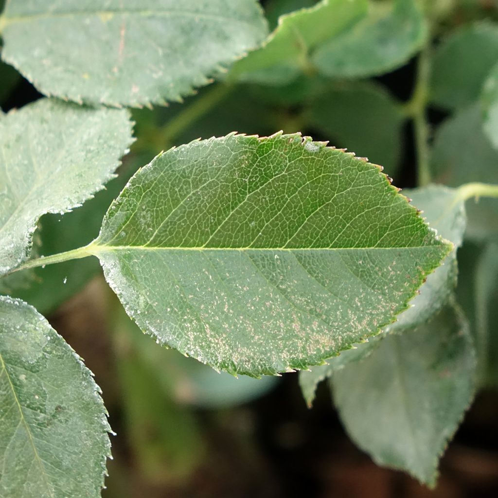 Rosa Dame de Coeur - Grootbloemige roos